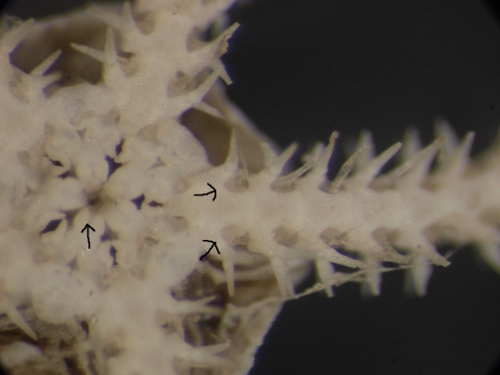 Amphiura sp.? (da Trieste)